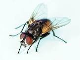 FLY